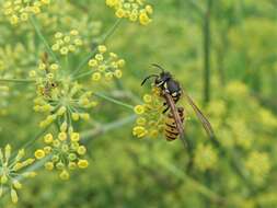 Plancia ëd Vespula germanica (Fabricius 1793)