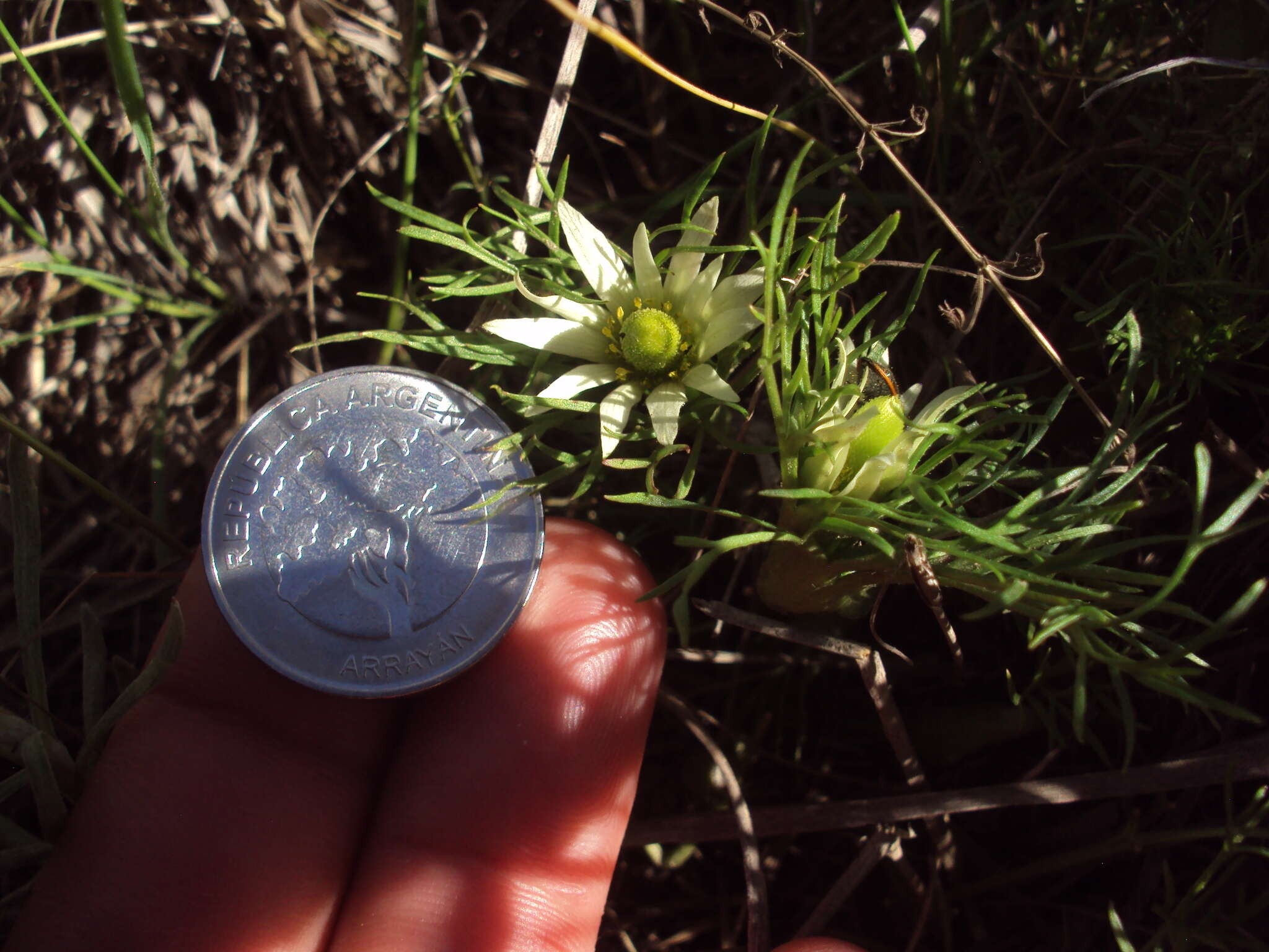 Imagem de Anemone decapetala Ard.