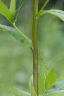 Image of Senecio nemorensis subsp. jacquinianus (Rchb.) Celak.