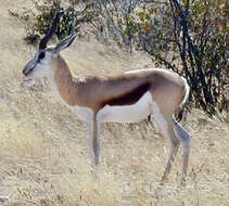 Image of Springbok