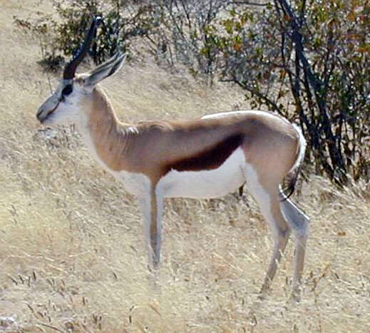 Image of Springbok