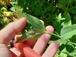 Image of Hypericum ascyron subsp. pyramidatum (Dryand. ex Ait.) N. Robson