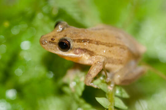 Image of Small-headed Treefrog