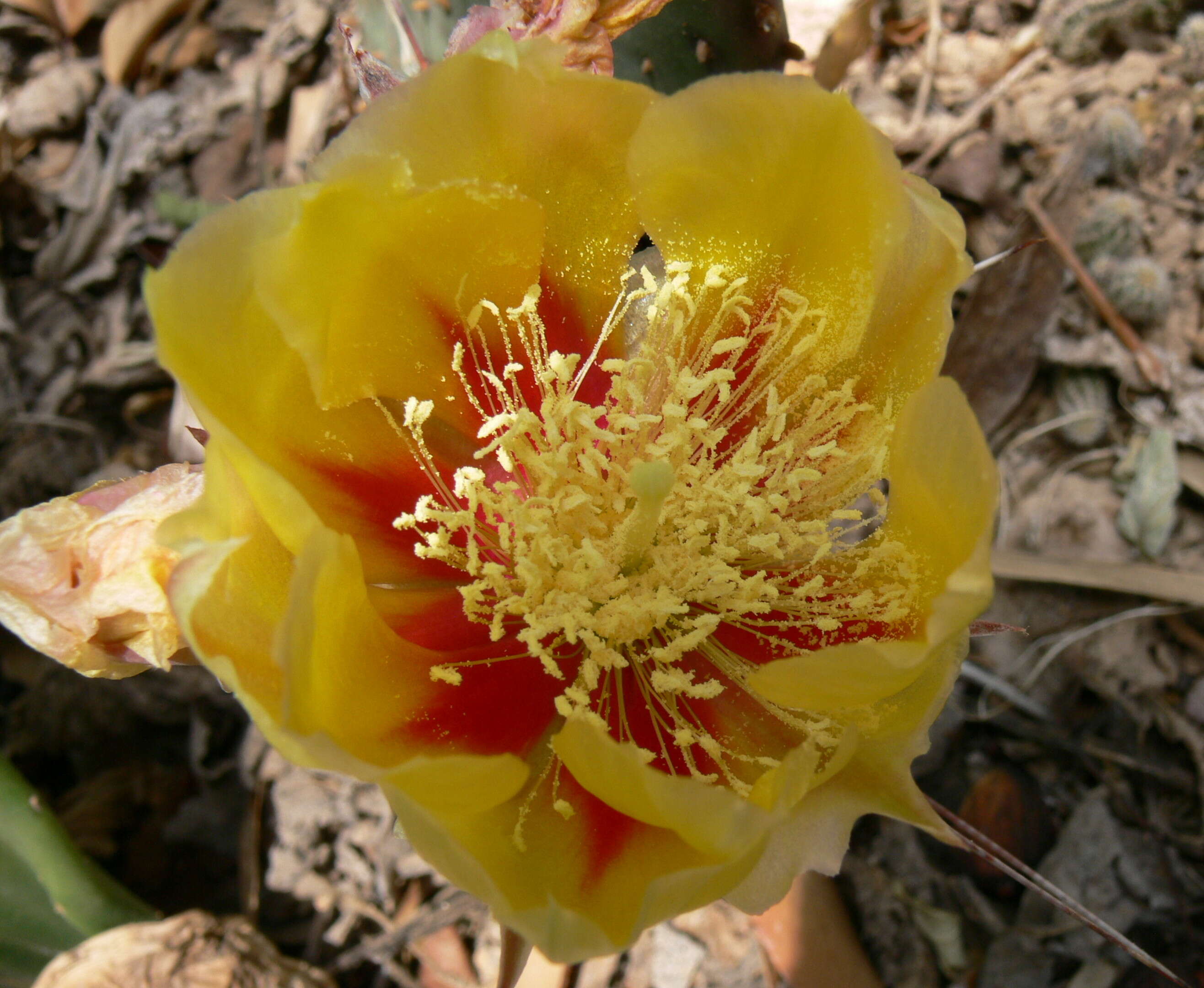 Image of Black-spined pricklypear