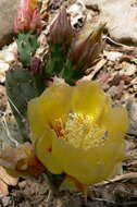 Image of Black-spined pricklypear