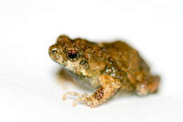 Image of Tungara Frog