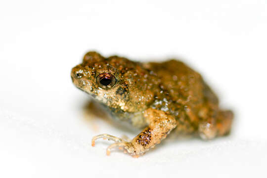 Image of Tungara Frog