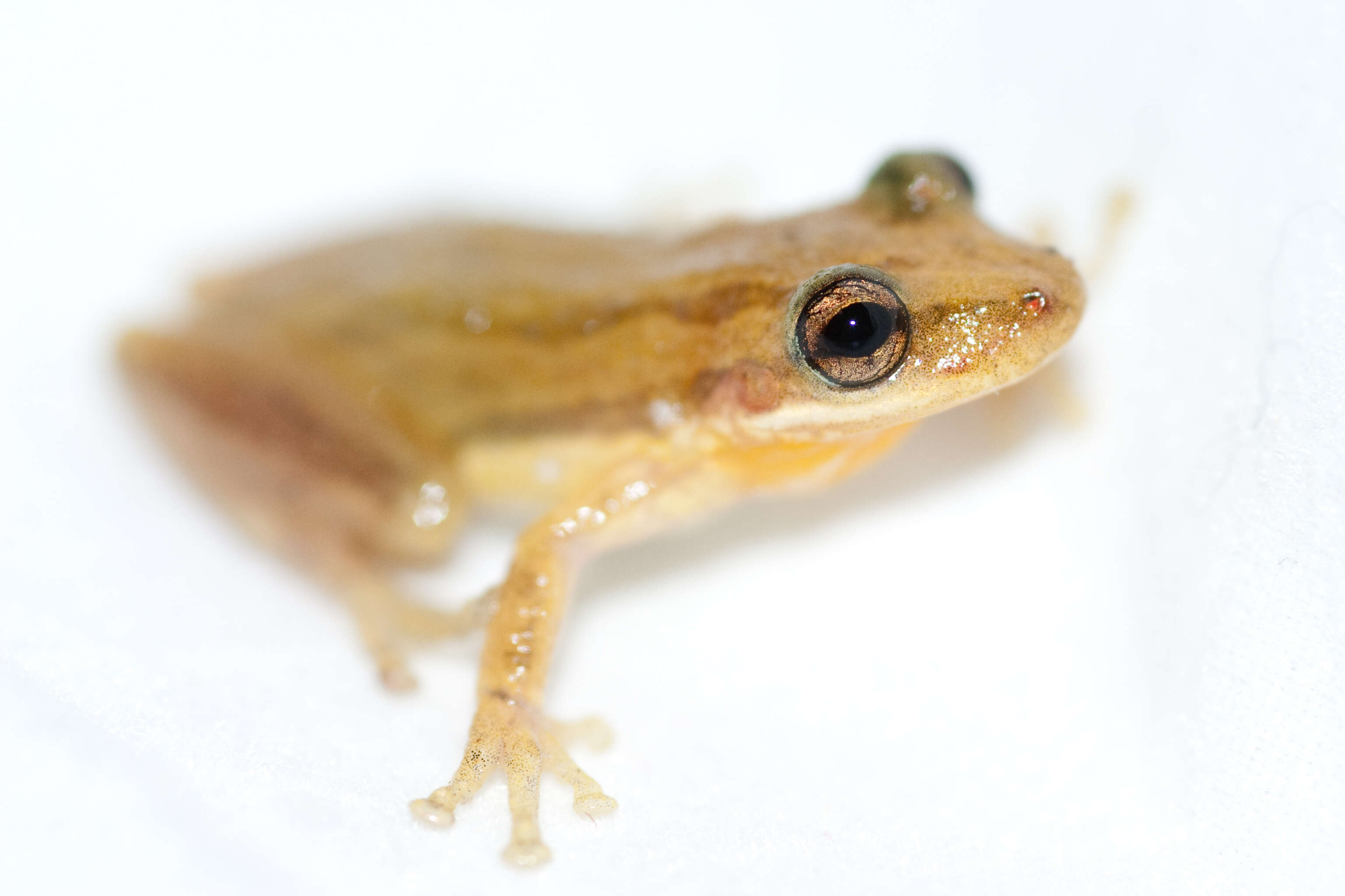 Image of Small-headed Treefrog