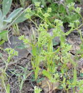 Image of Italian cornsalad