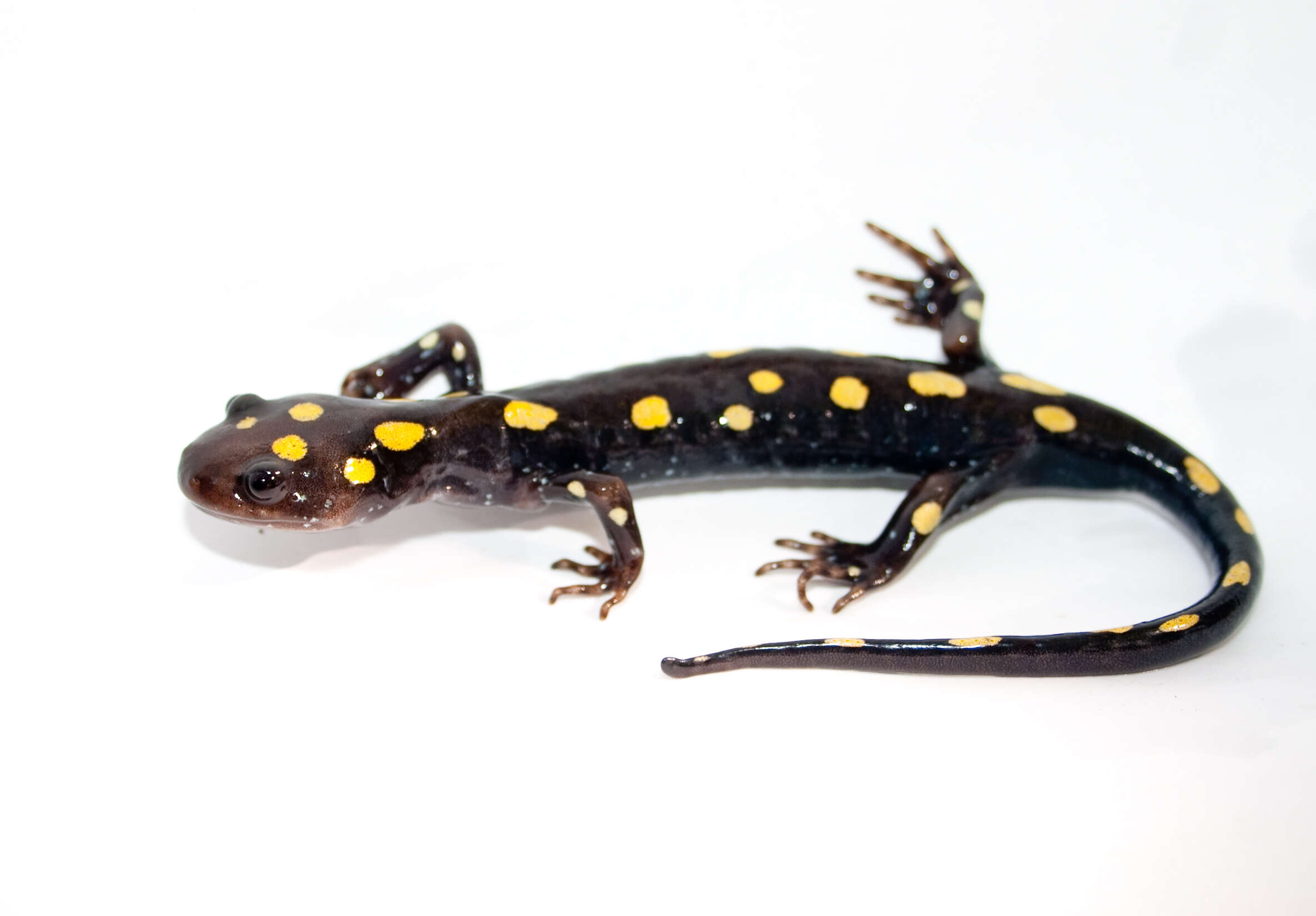 Слика од Ambystoma maculatum (Shaw 1802)