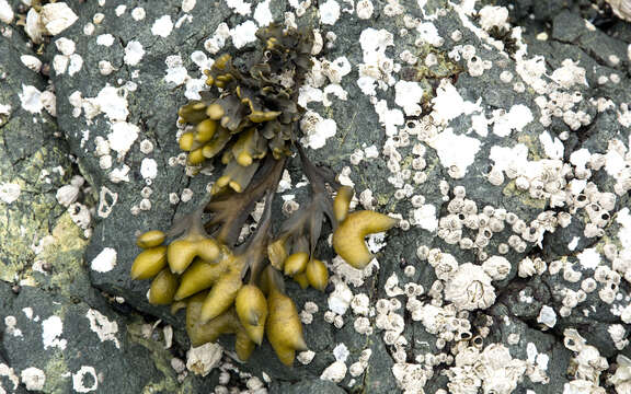 Image de Fucus distichus