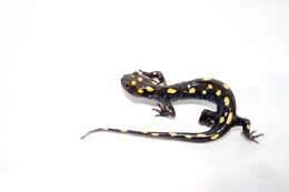 Слика од Ambystoma maculatum (Shaw 1802)