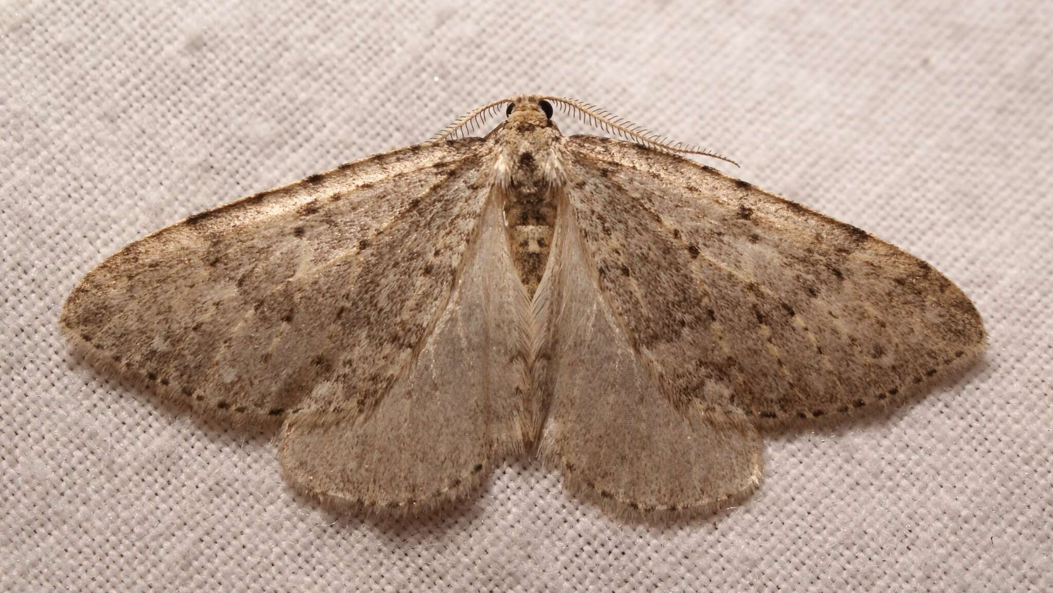 Image of mottled grey