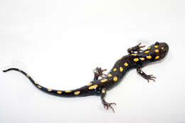 Слика од Ambystoma maculatum (Shaw 1802)