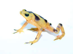 Image of Golden arrow poison frog