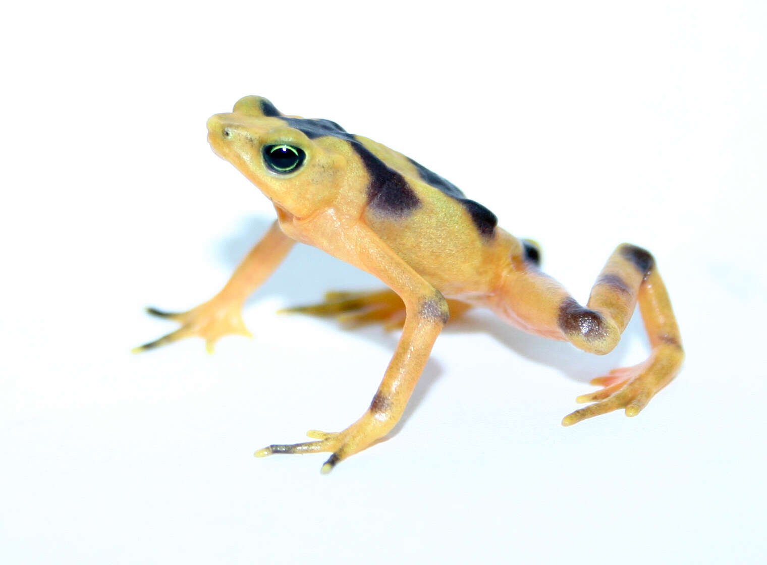 Image of Golden arrow poison frog