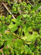 Image of Euphorbia pterococca Brot.