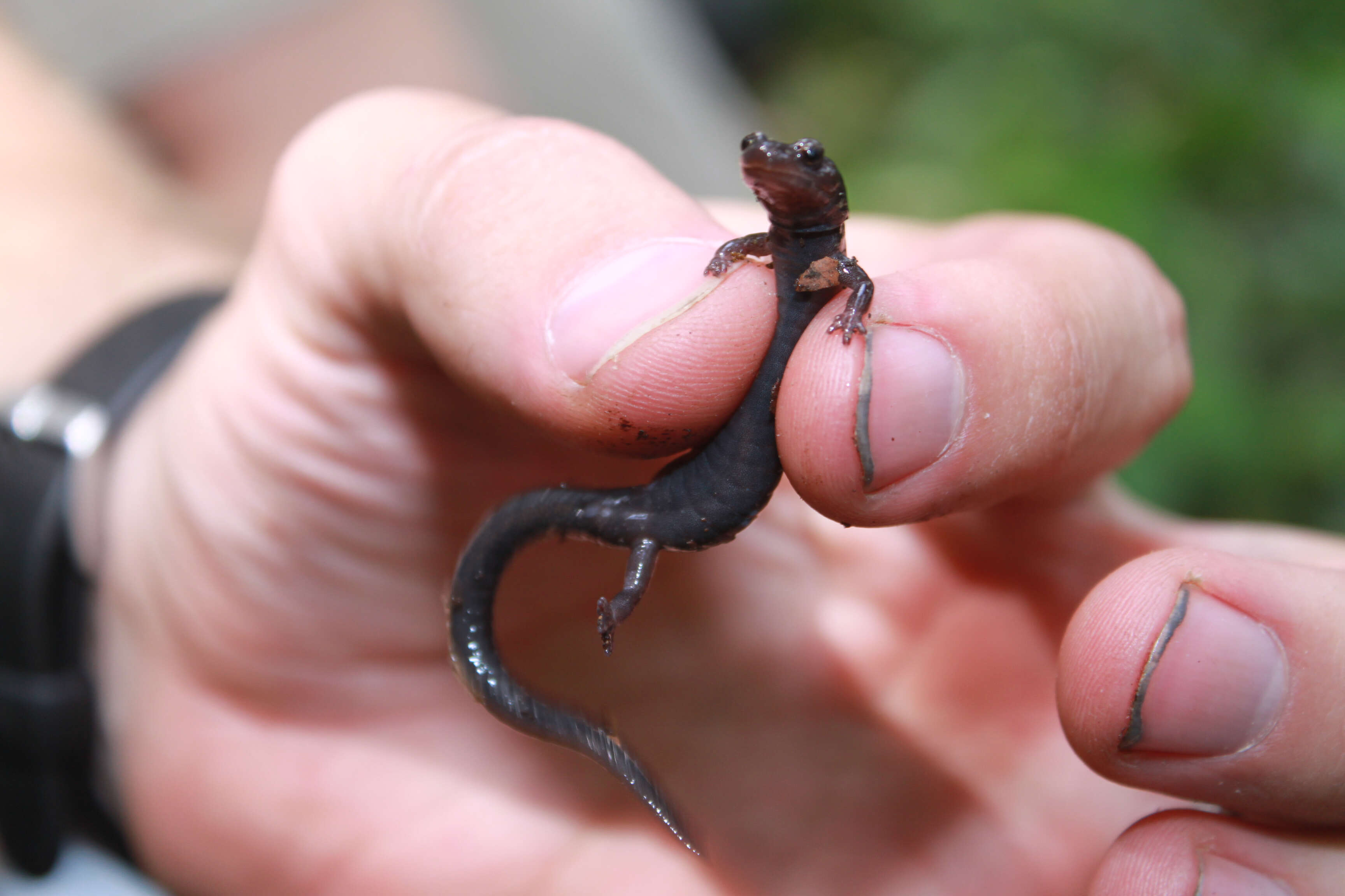 Plancia ëd Plethodon shenandoah Highton & Worthington 1967