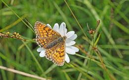 Image of <i>Melitaea parthenoides</i>