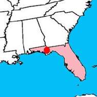 Image of Florida Yew