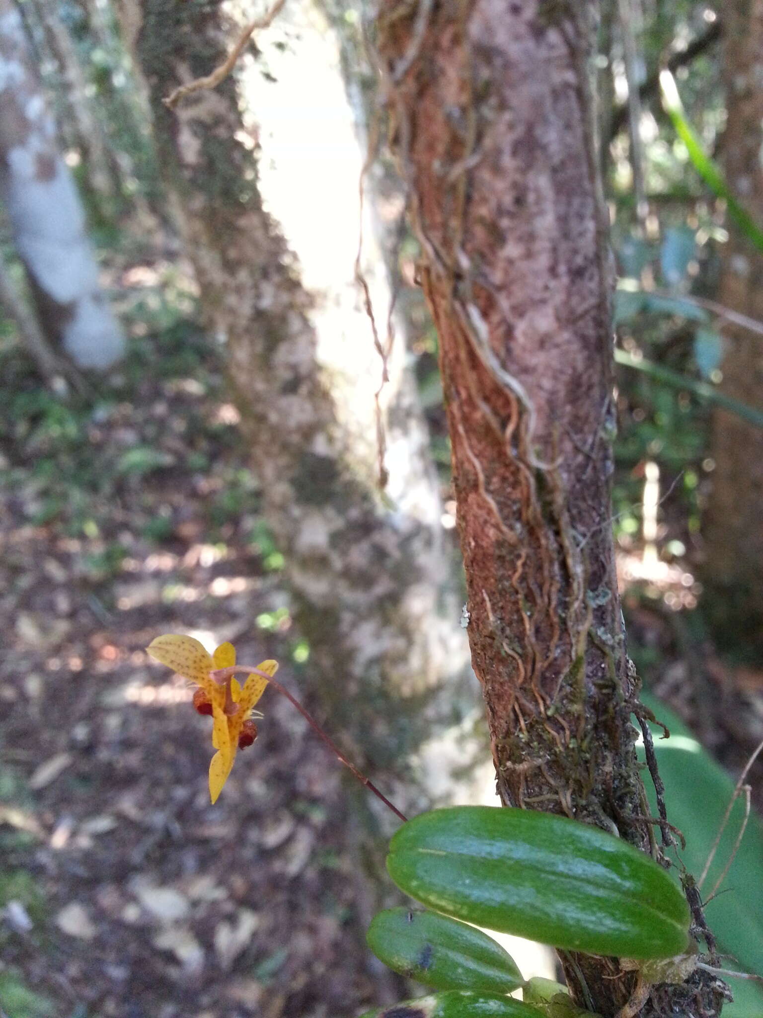 Image of Bulbophyllum analamazoatrae Schltr.