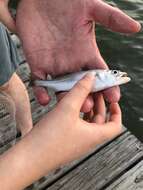 Image of Sand Seatrout