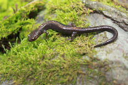 Image of Shenandoah Salamander