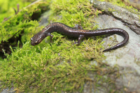 Plancia ëd Plethodon shenandoah Highton & Worthington 1967