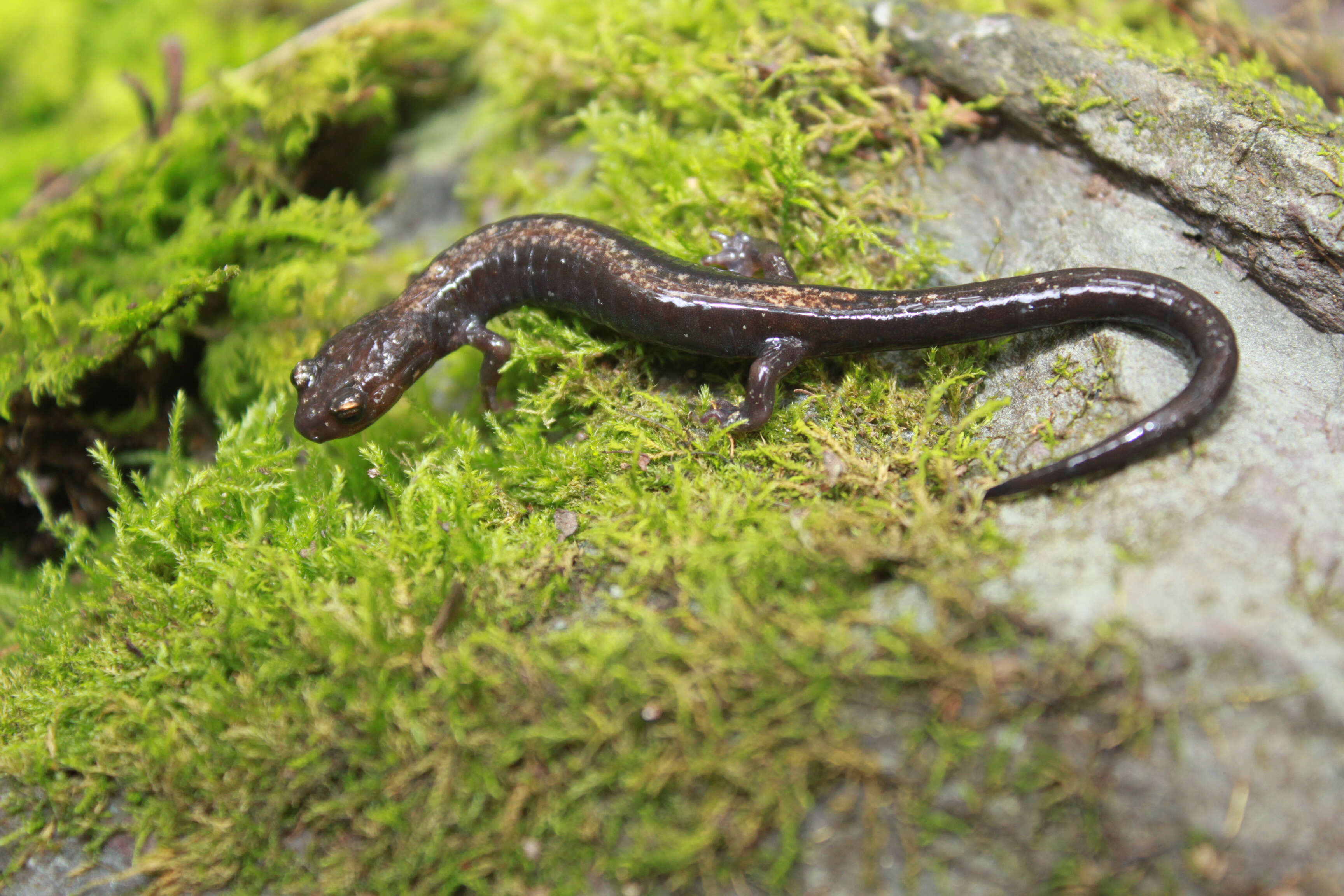 Image of Shenandoah Salamander