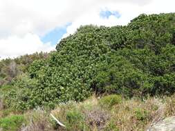 Image of Leucospermum conocarpodendron subsp. conocarpodendron