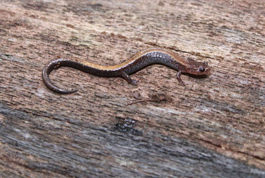 Image of Eastern Red-backed Salamander