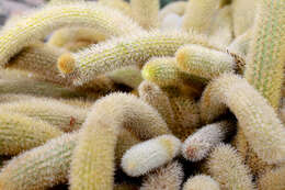 صورة Cleistocactus winteri D. R. Hunt