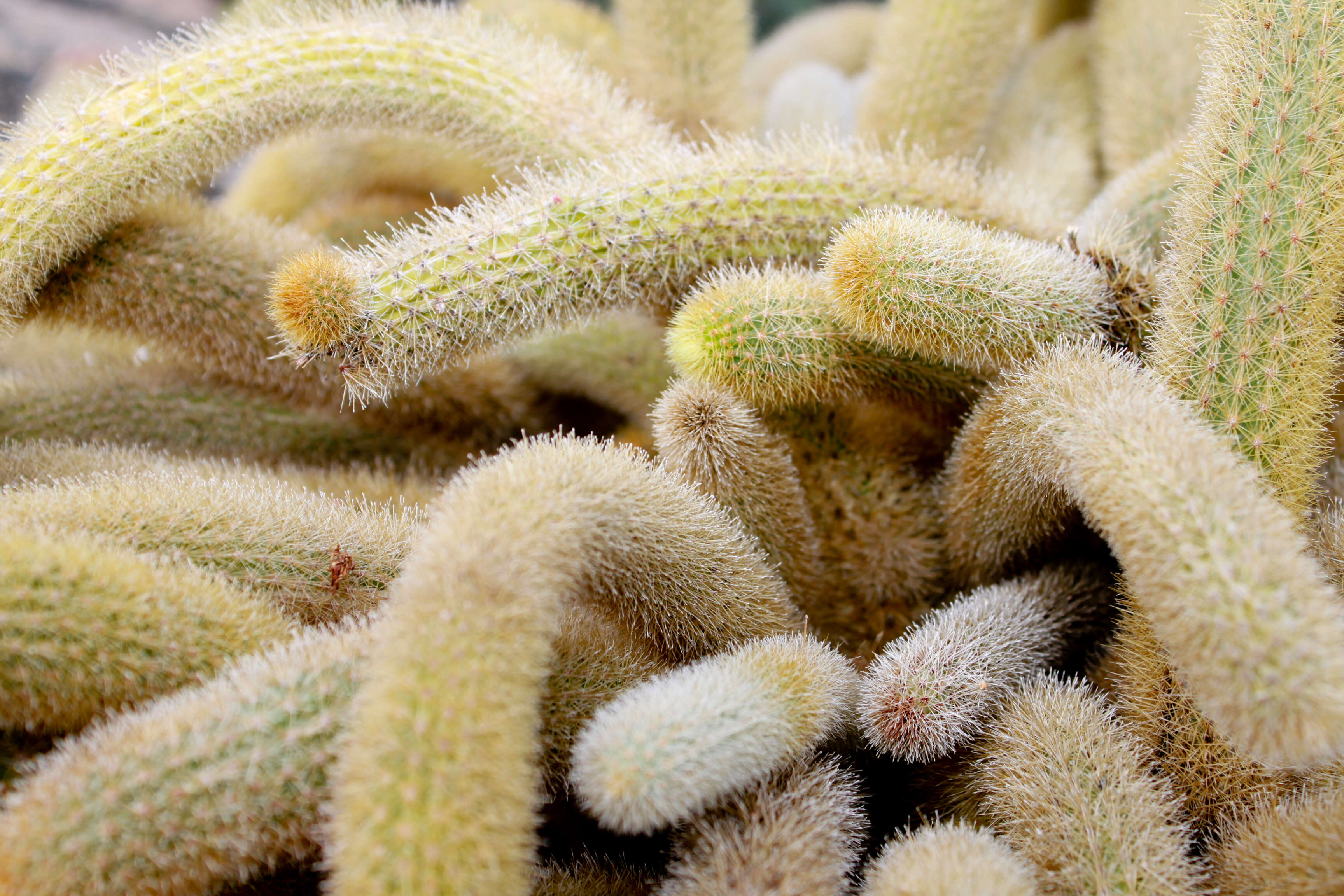 صورة Cleistocactus winteri D. R. Hunt