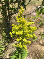 Image of Canada goldenrod