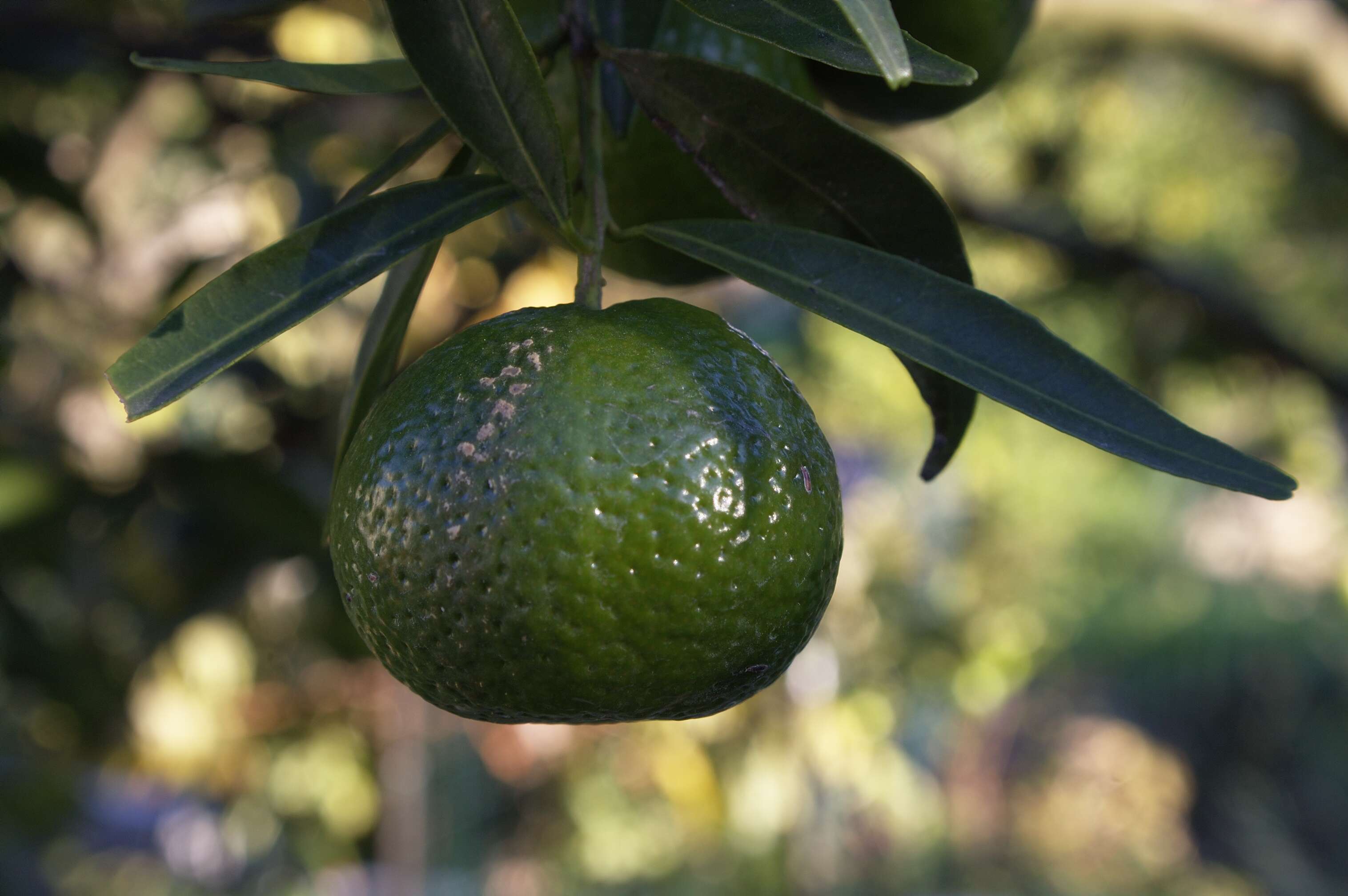 Image of Citrus reticulata