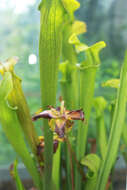 Image of Alabama Cranebrake Pitcherplant