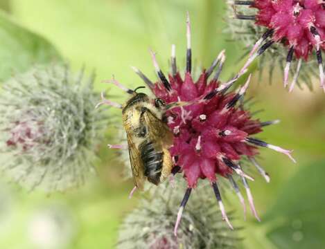 Megachile ligniseca (Kirby 1802) resmi