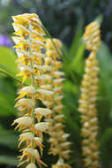 Dendrochilum cobbianum Rchb. fil. resmi