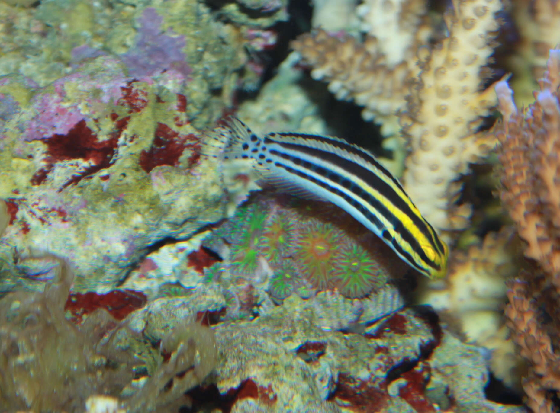 Image of Grammistes Blenny