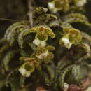 Image of Gastrochilus distichus (Lindl.) Kuntze