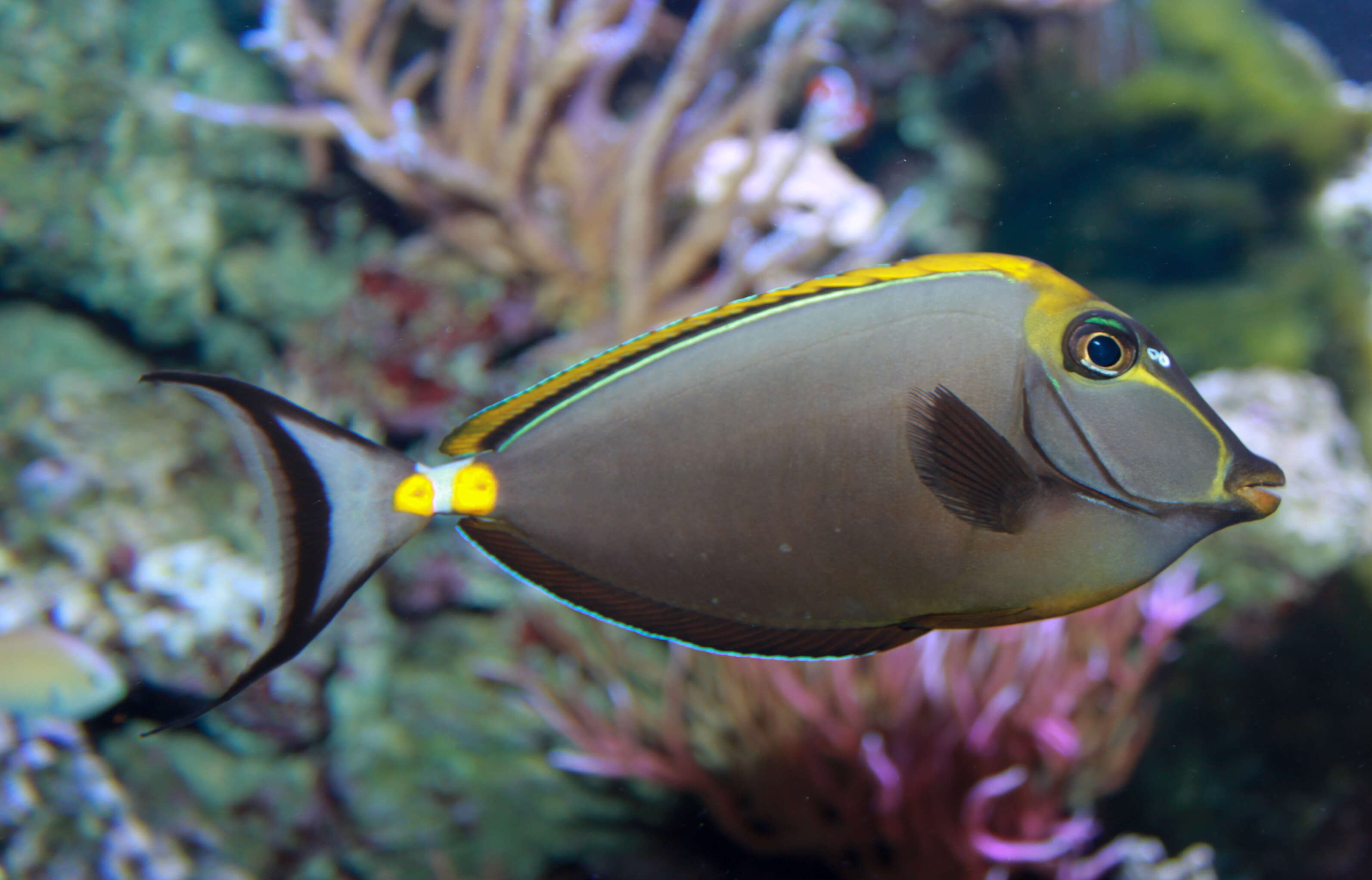 Image of Elegant Unicornfish