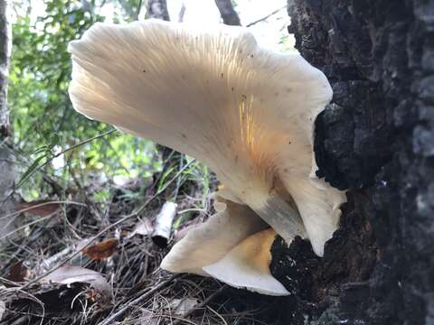 Image of Omphalotus nidiformis (Berk.) O. K. Mill. 1994