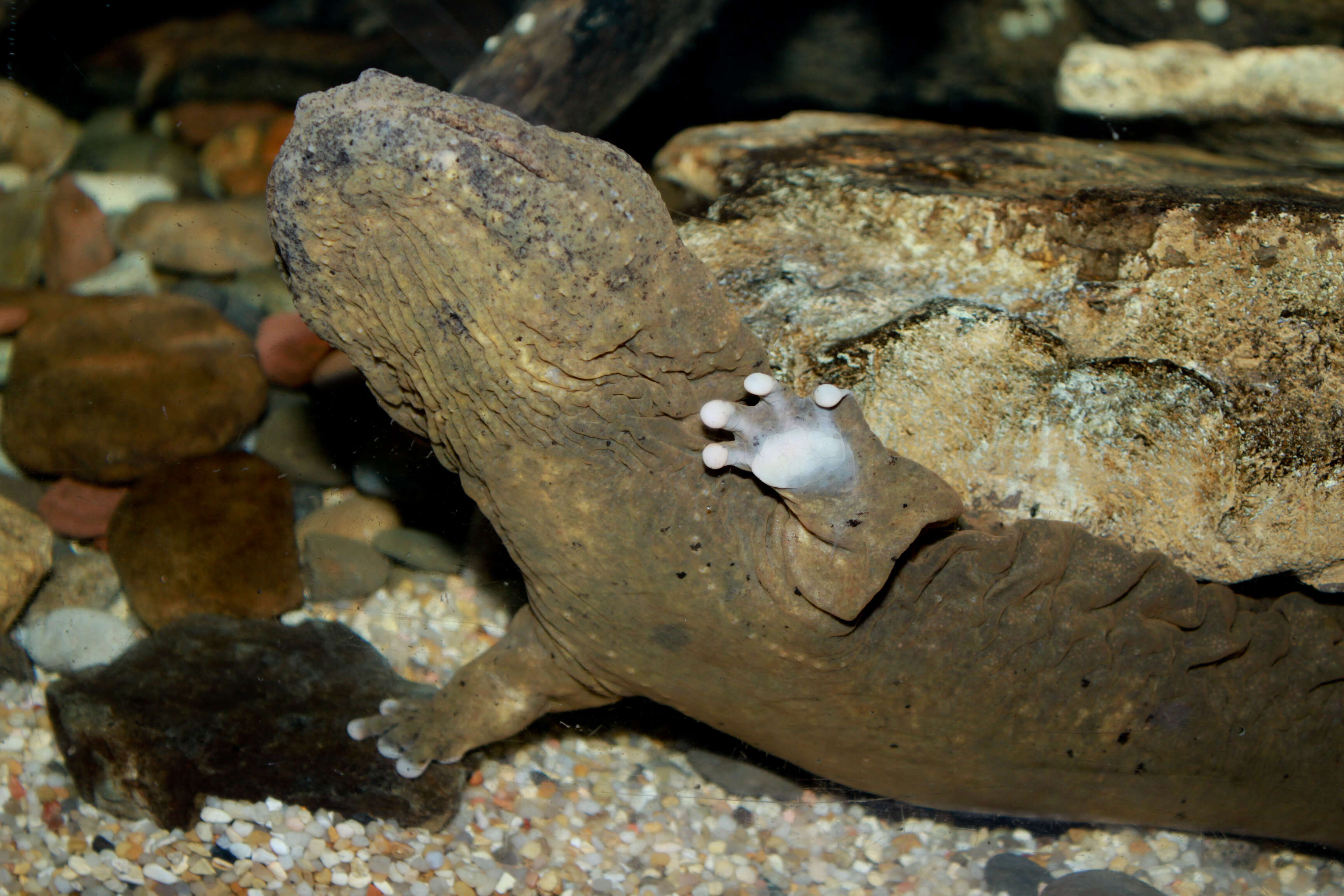 Image of Cryptobranchus alleganiensis