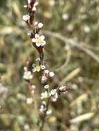 Image de Polygonum equisetiforme Sm.