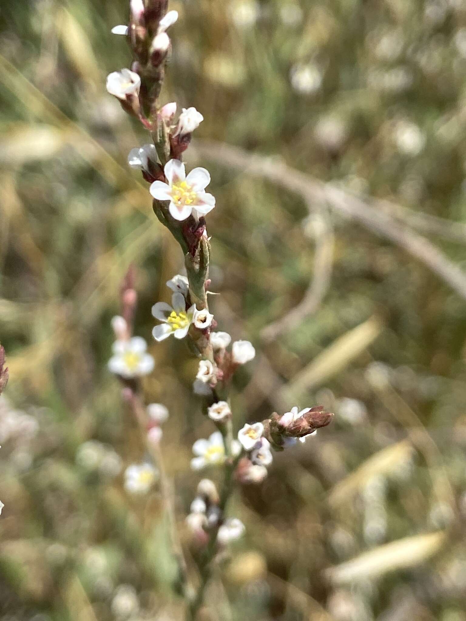 Image de Polygonum equisetiforme Sm.