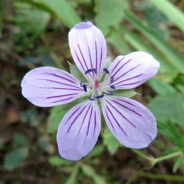 Image of Geranium dahuricum DC.