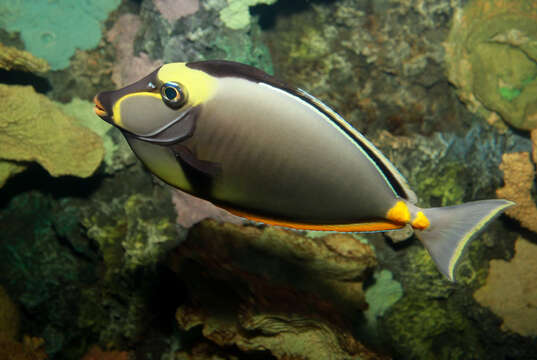 Image of Barcheek Unicornfish