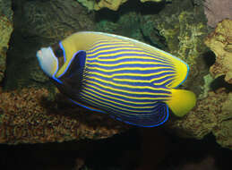 Image of Angelfish