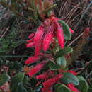 Image of Plutarchia guascensis (Cuatrec.) A. C. Sm.