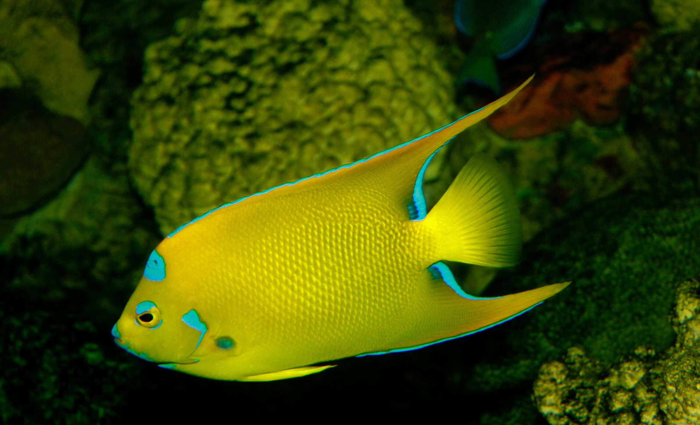 Image of Angelfish